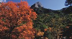 Pine Springs