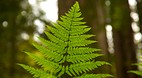 Redwood National Par..