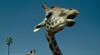 San Diego Zoo - Wild Animal Park