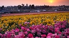 San Diego