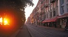 Savannah