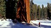 Sequoia and Kings Canyon National Parks