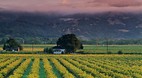 Sonoma