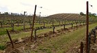 Sonoma