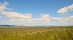 Sonoma