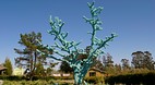 Sonoma