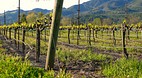 Sonoma