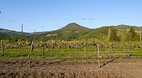 Sonoma