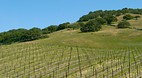 Sonoma