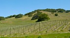 Sonoma