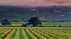 Sonoma