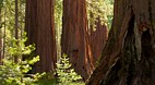 Yosemite National Pa..