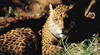 Adelaide Zoo