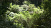 Barrington Tops National Park