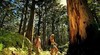 Boranup Forest