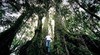 Border Ranges National Park