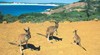 Cape Le Grand National Park