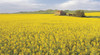 Clare Valley