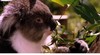 Cleland Conservation and Wildlife park