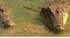 Crocodylus Park
