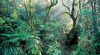 Dandenong Ranges National Park