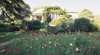 Dromana