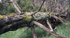 Errinundra National Park