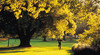 Fitzroy Gardens