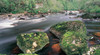 Gordon River