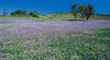 Kingaroy