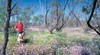 Mingenew