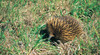 Mt Field National Park