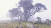 Omeo