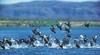 Ord River