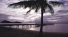 Palm Cove