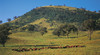Quirindi