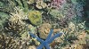 Rowley Shoals