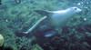 Seal Bay