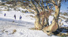Thredbo