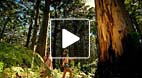 video title goes here