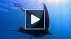 video title goes here