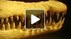 video title goes here