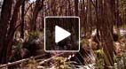 video title goes here
