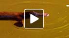 video title goes here