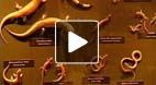video title goes here