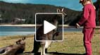 video title goes here