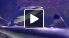 video title goes here