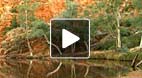 video title goes here