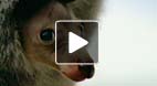 video title goes here