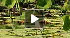video title goes here